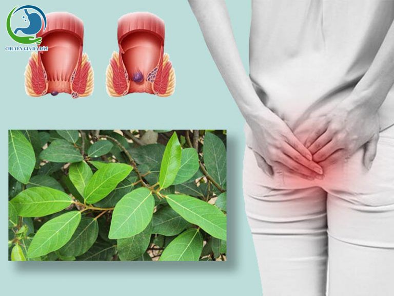 Sử dụng lá sung chữa bệnh trĩ hiệu quả