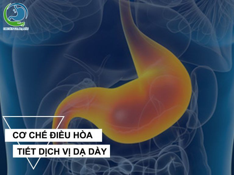 Cơ chế điều hòa tiết dịch vị dạ dày