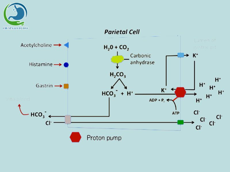 Cơ chế sinh acid HCl của tế bào thành của dạ dày