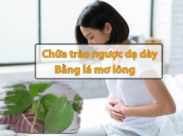 Chữa trào ngược dạ dày bằng lá mơ lông