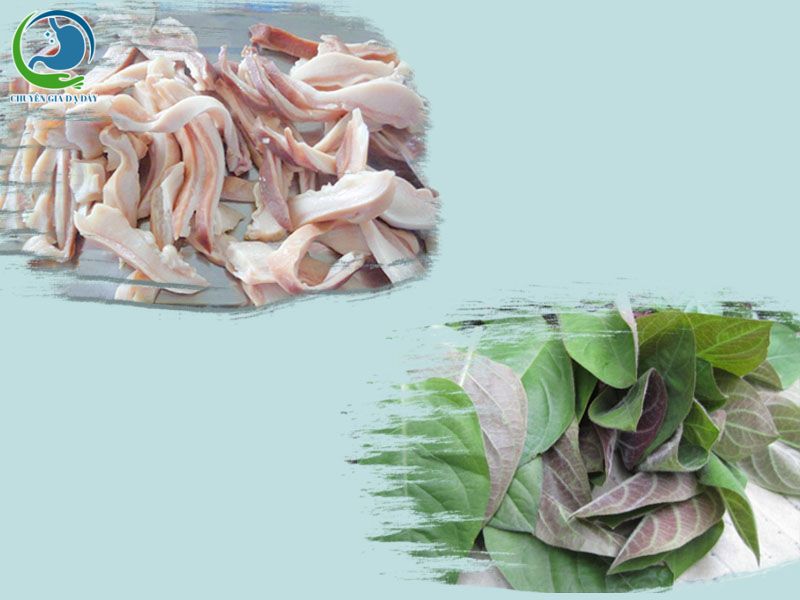 Kết hợp lá mơ lông và dạ dày lợn chữa trào ngược dạ dày