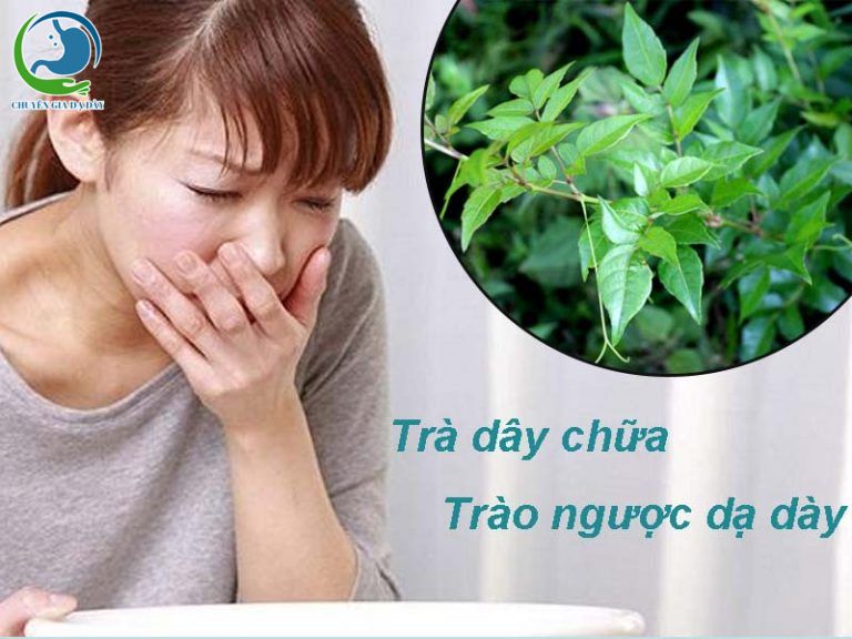 Trà dây chữa trào ngược dạ dày