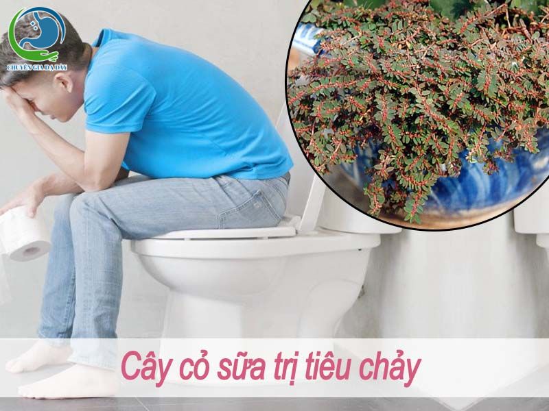 Cây cỏ sữa trị tiêu chảy